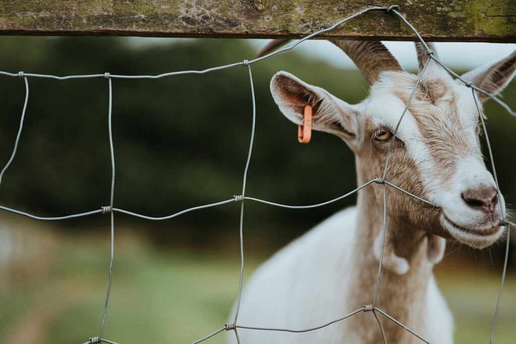A white and brown goat with curved horns is peering through a wire fence, perhaps curious about the scenic beauty typical of Kent wedding venues. The goat has an orange tag on its ear and is set against a blurred background of greenery. Image by Pearce Wedding Photography.