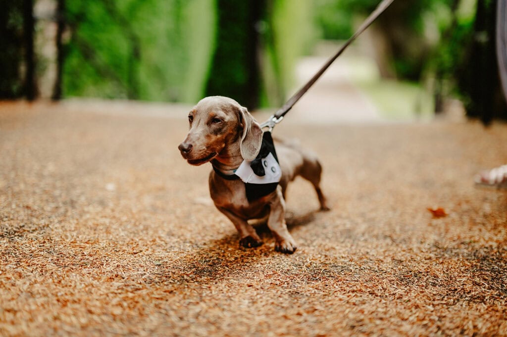A brown dachshund on a leash walks on a gravel path in an outdoor setting.