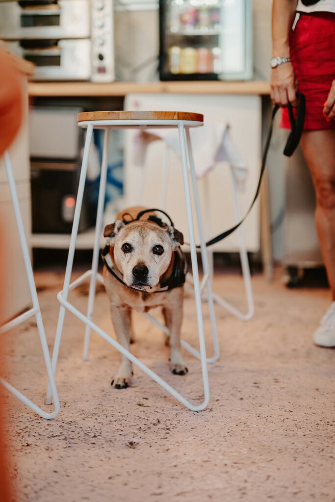 A small dog wearing a harness stands under a bar stool in a room, with a person standing nearby holding the dog's leash.