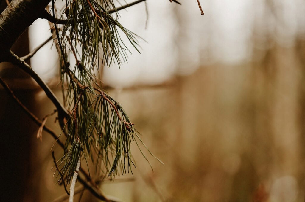 A close-up of pine needles on a branch with a blurred forest background.