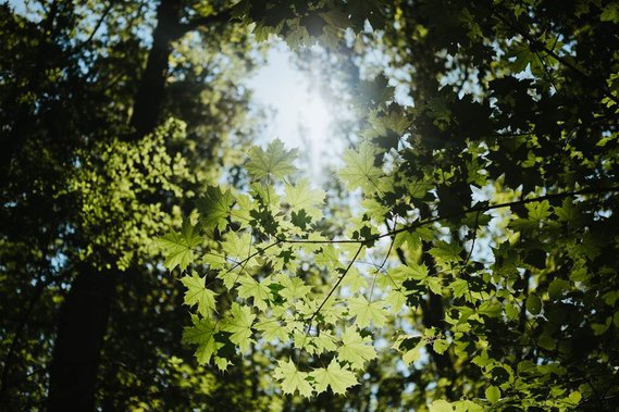Sunlight filters through green maple leaves in a forest in Kent, casting dappled shadows on the ground below—a picturesque setting reminiscent of a dream wedding at an old papermill.
