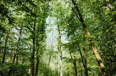 A dense forest with tall green trees illuminated by sunlight, much like the serene landscapes of Kent. Light filters through the foliage, creating a dappled pattern on the ground, akin to how nature's beauty might create an enchanting setting for a woodland wedding.