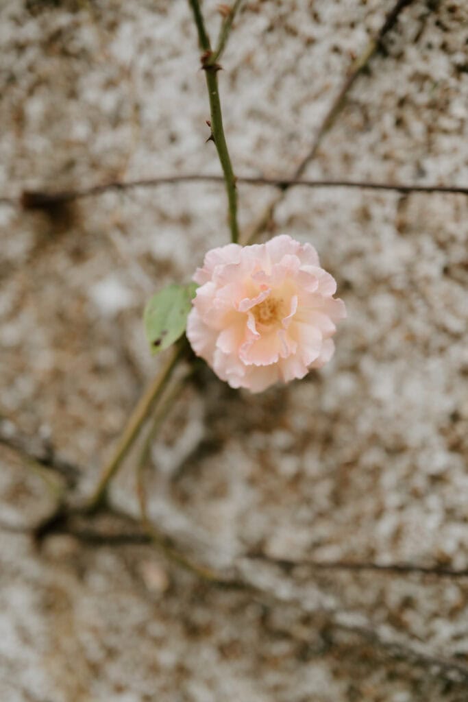 Pink flower blooming on a vine.