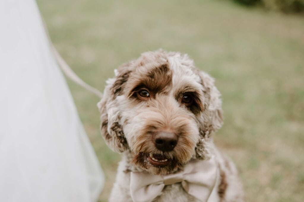 Cute dog wearing a bow tie at wedding.