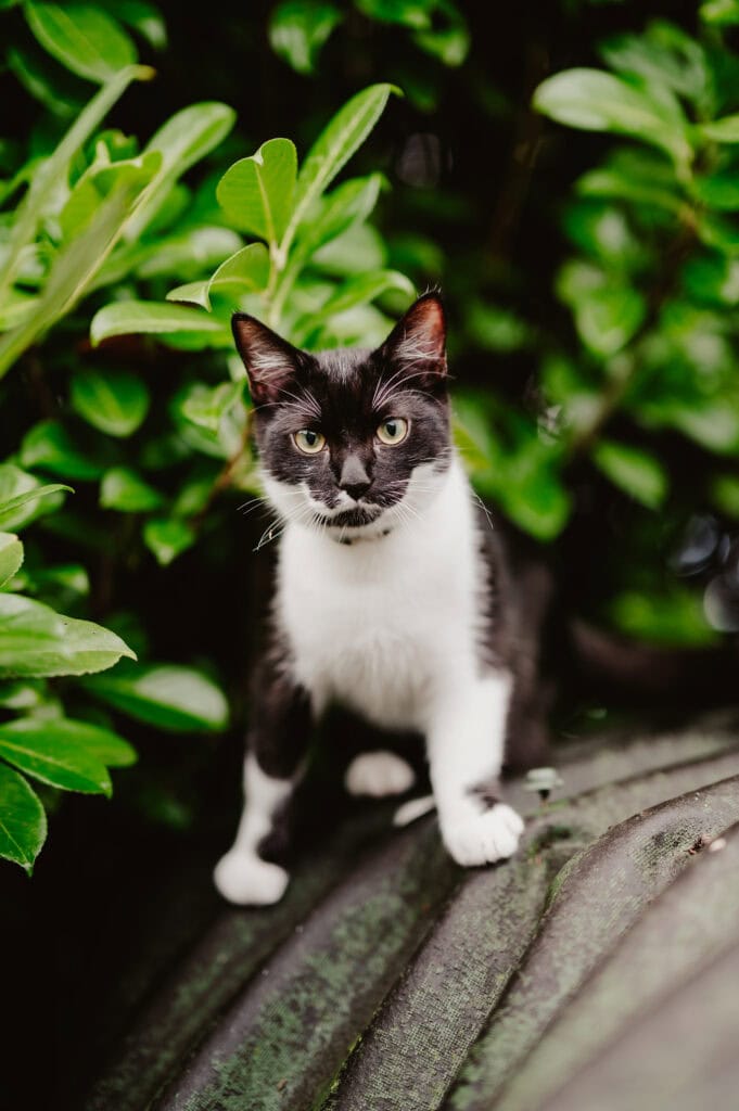 Tuxedo cat sitting among green leaves