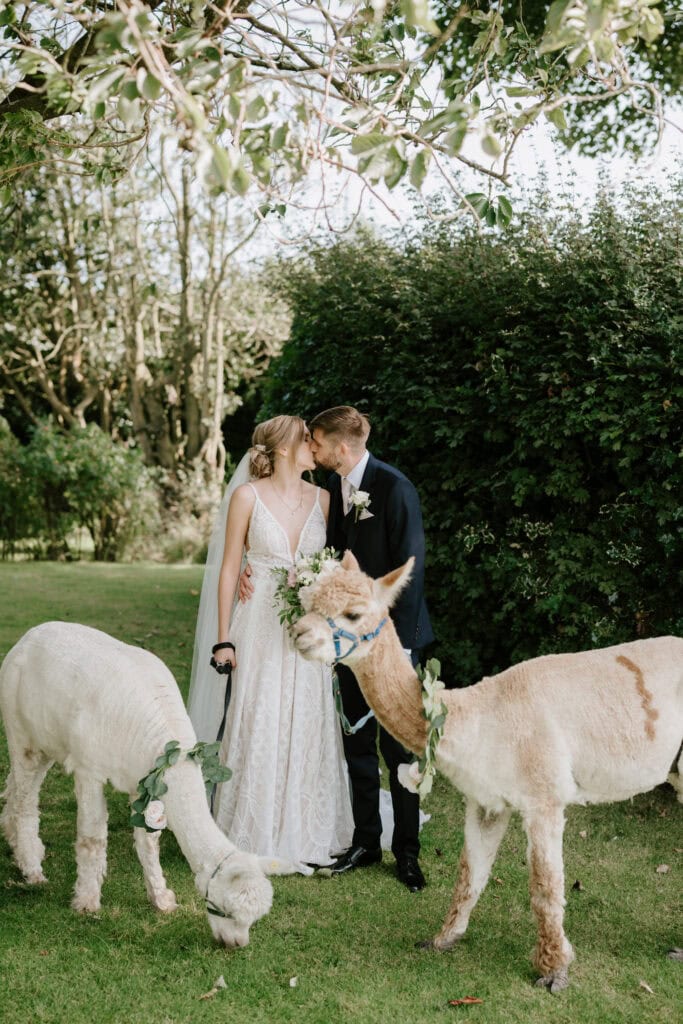 A bride and groom share a kiss outdoors, surrounded by lush greenery. Captured by a talented Kent wedding photographer, they are joined by two alpacas, adorned with floral garlands, grazing peacefully in the foreground. The scene is both serene and romantic. Image by Pearce Wedding Photography.