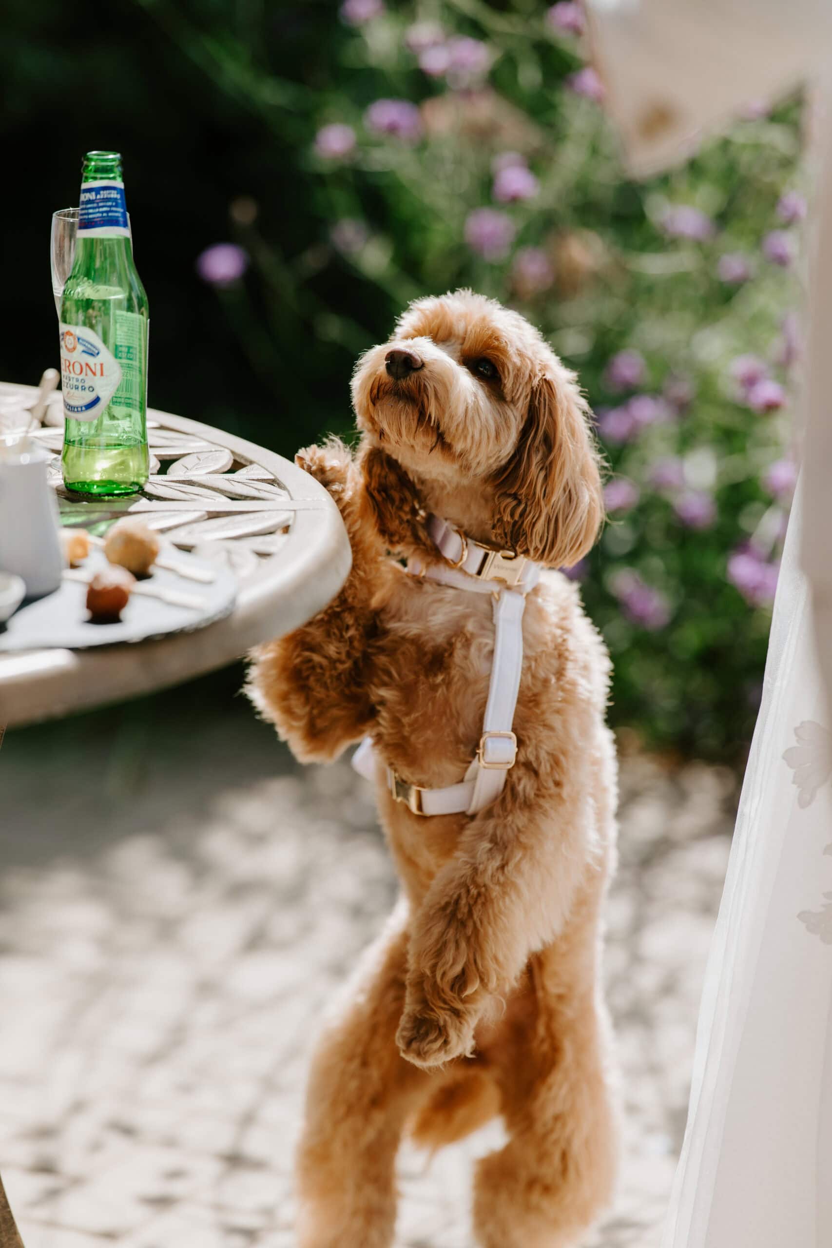 Fluffy dog standing by outdoor table, beer bottle nearby.